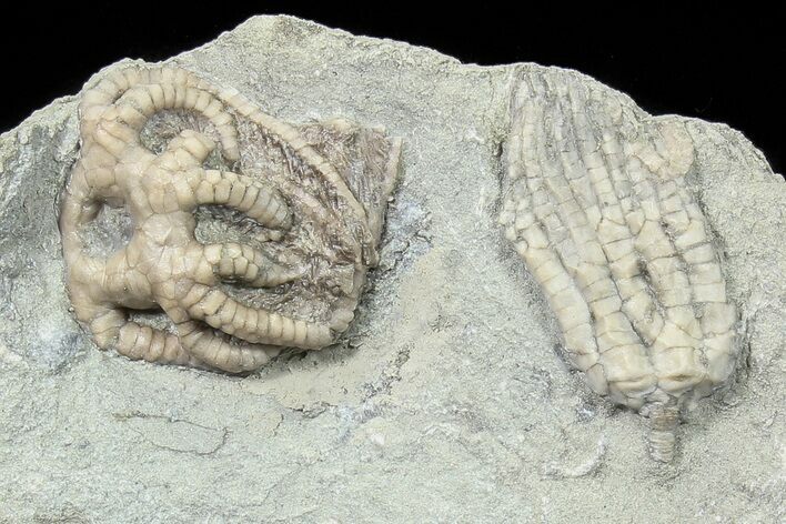 Two Detailed Crinoids (Agaricocrinus & Sarocrinus) - Indiana #78297